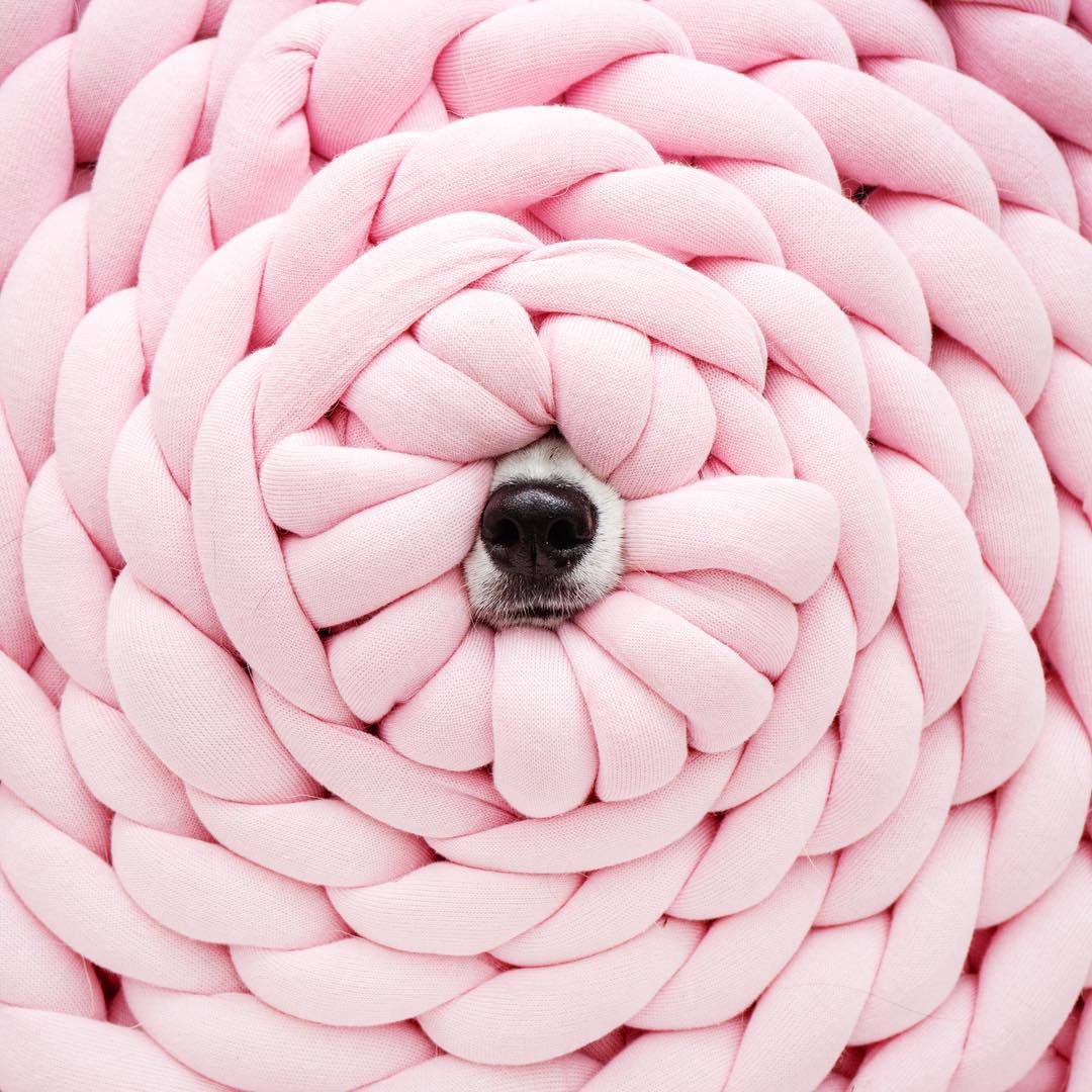 Dream Dog Nest - small pups